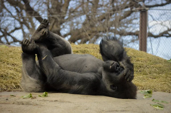 Gorila acostado en una roca —  Fotos de Stock