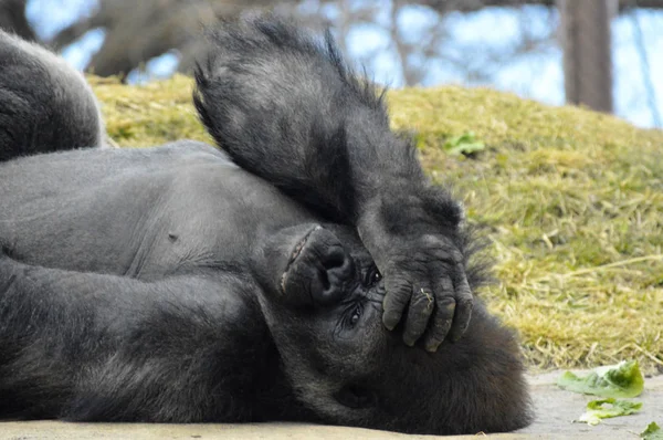 Kayanın üzerinde döşeme goril