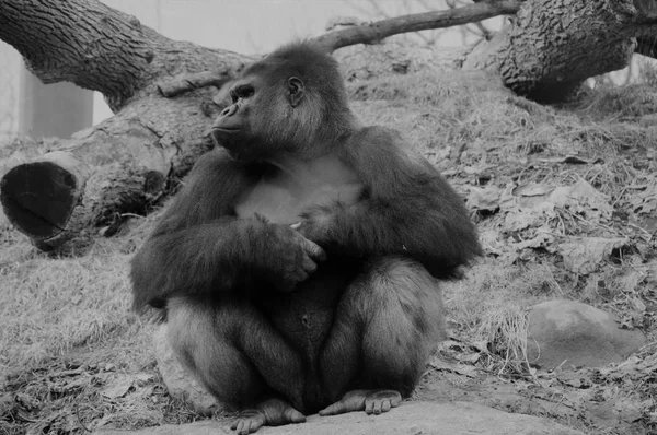 Gorilla Sitting on a Rock — Stock Photo, Image