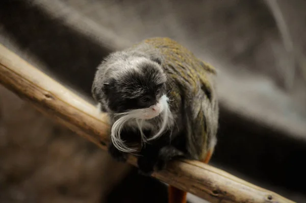 Ein Kaiser Tamarin — Stockfoto