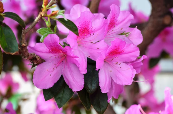 Azalea Flowers in the Garden — Stock Photo, Image