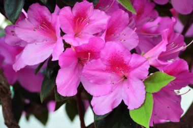 Bahçedeki aczalea çiçekleri