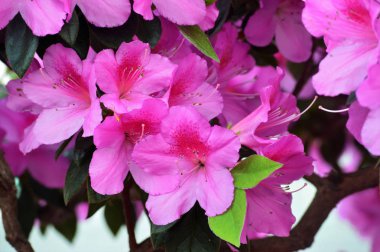 Bahçedeki aczalea çiçekleri