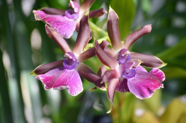 Mor orkide