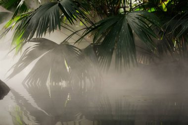 Su üzerine sis ve yaprakları palmiye
