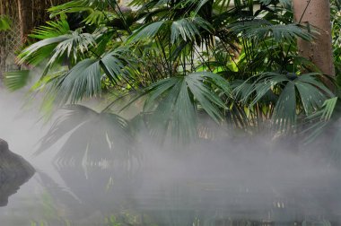 Su üzerine sis ve yaprakları palmiye