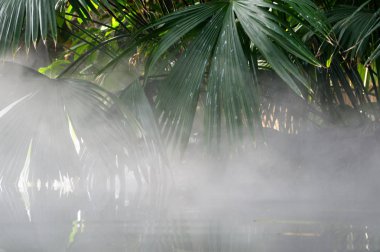 Su üzerine sis ve yaprakları palmiye