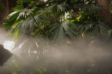 Su üzerine sis ve yaprakları palmiye
