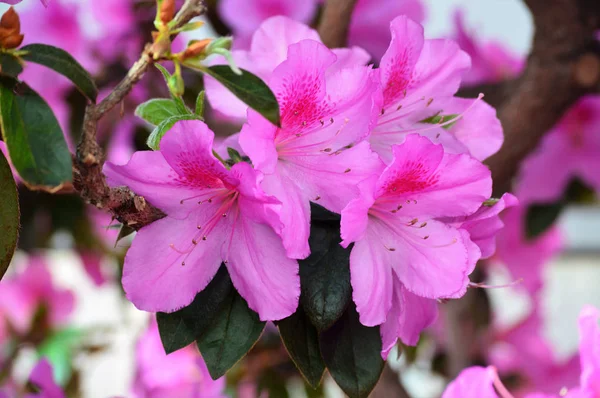 Fleurs d'azalée dans le jardin — Photo