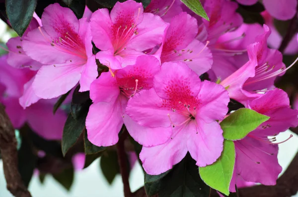 Fleurs d'azalée dans le jardin — Photo