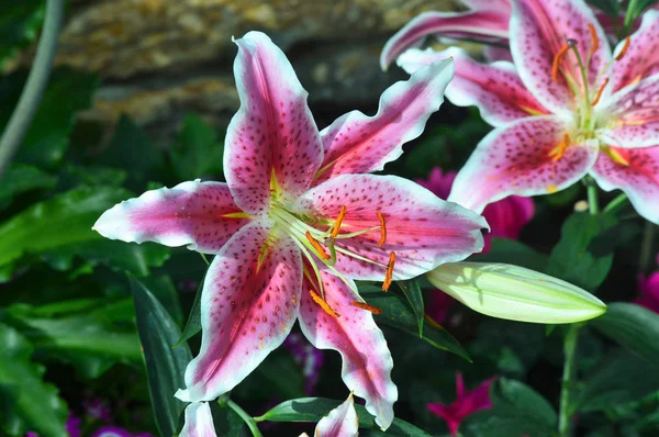 Oryantal bir Lily — Stok fotoğraf