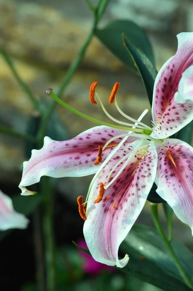 Een oosterse Lily — Stockfoto
