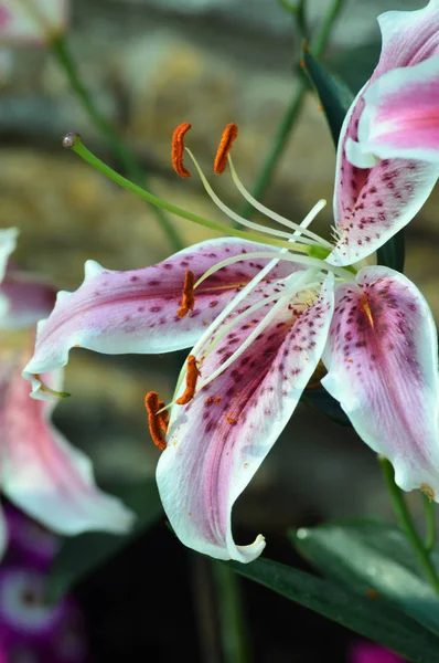 An Oriental Lily — Stock Photo, Image