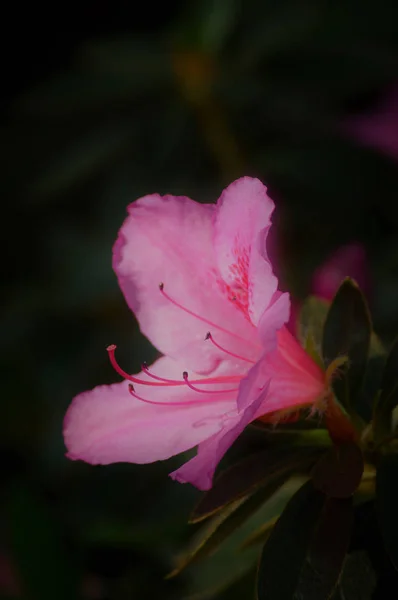 정원에 있는 아스 알레아 꽃 — 스톡 사진