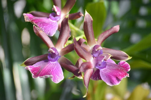 Un'orchidea viola — Foto Stock