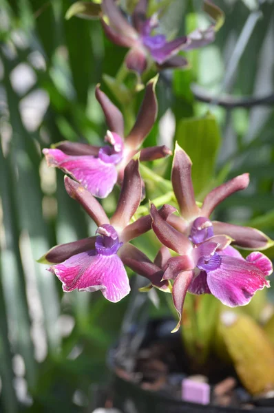 Un'orchidea viola — Foto Stock