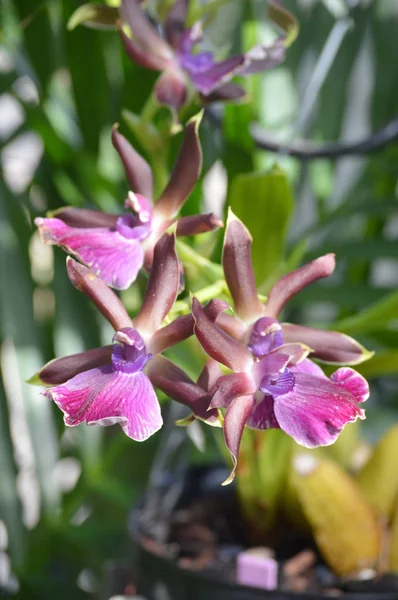 Una orquídea púrpura — Foto de Stock