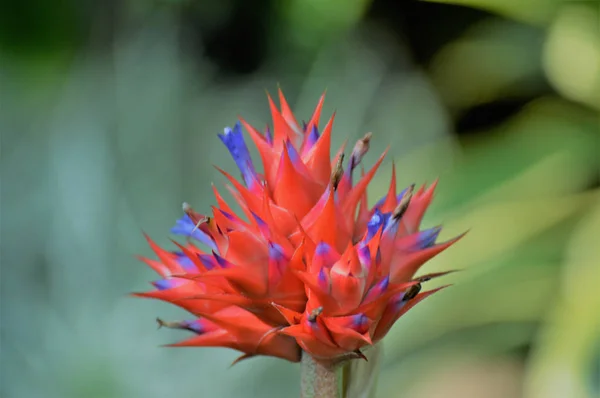 Bromeliad rostlina — Stock fotografie