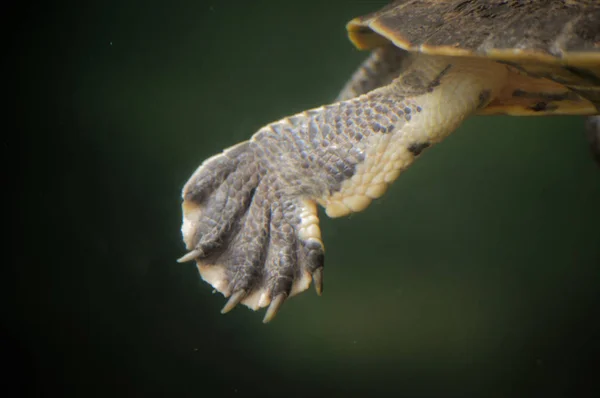 Bir kaplumbağa ayak — Stok fotoğraf