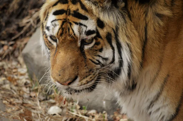 虎の顔 — ストック写真