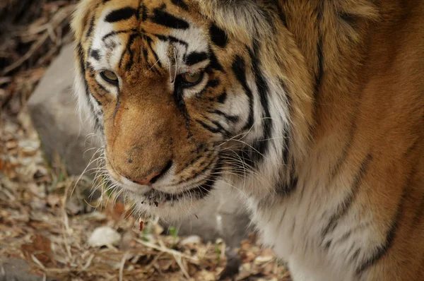 Twarz tygrys — Zdjęcie stockowe