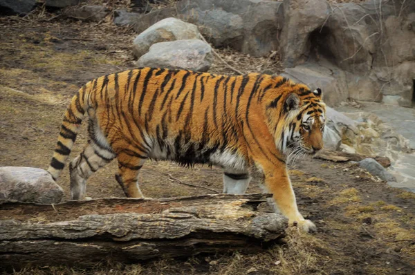 Взрослый тигр — стоковое фото