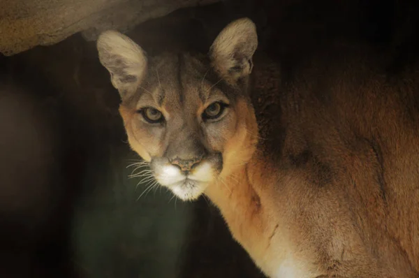 Primer plano de un puma —  Fotos de Stock