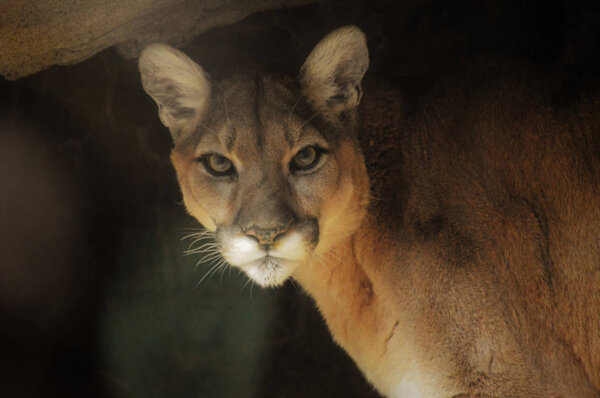 Close up of a Puma