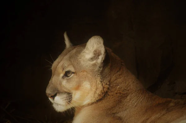 Bir puma 'ya yakın. — Stok fotoğraf