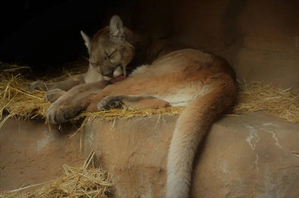 Een Puma slapen — Stockfoto