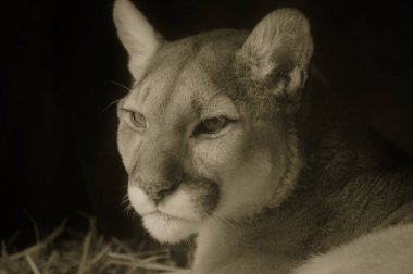 Bir puma 'ya yakın.