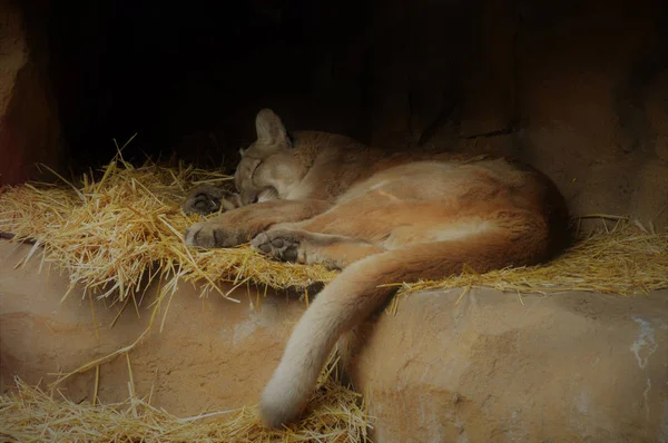 Een Puma slapen — Stockfoto