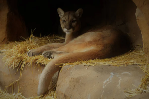 Puma i en grotta — Stockfoto
