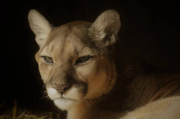 Primer plano de un puma — Foto de Stock