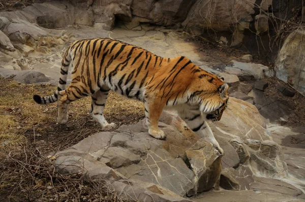 Взрослый тигр — стоковое фото