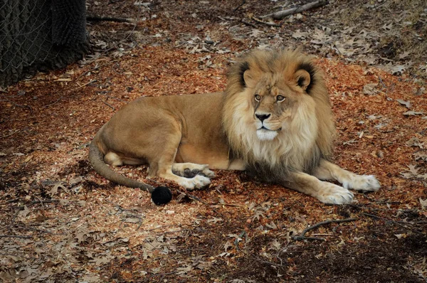 A Male Lion — Stock Photo, Image