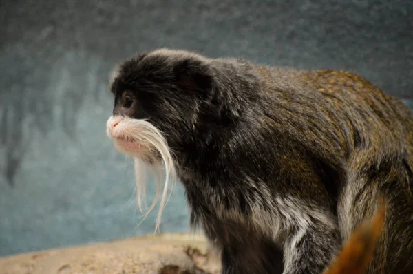 Een Keizer Tamarin — Stockfoto