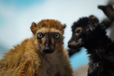 Mavi gözlü Lemurlar