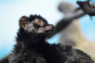 Mavi gözlü lemur 
