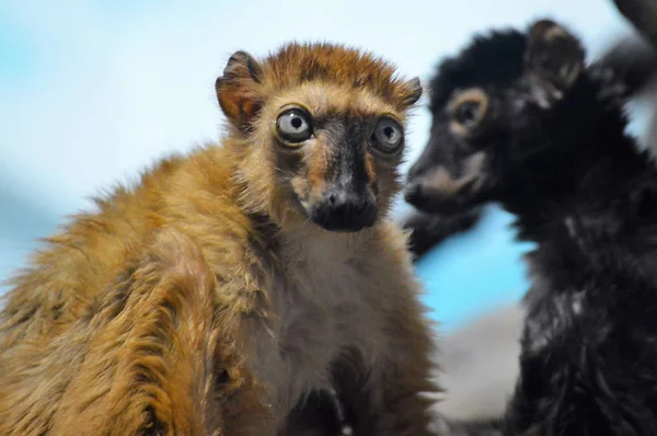 Mavi gözlü Lemurlar