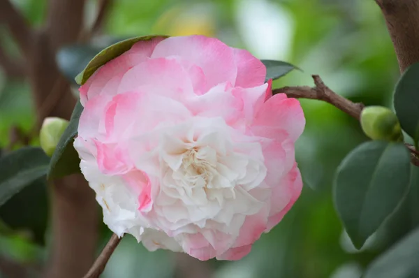 Roos in de tuin — Stockfoto