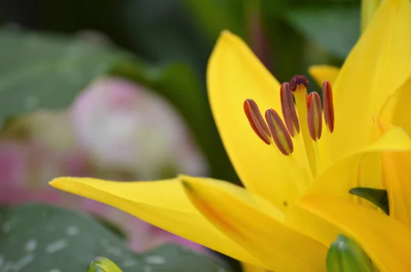 En Asiatic Lily — Stockfoto