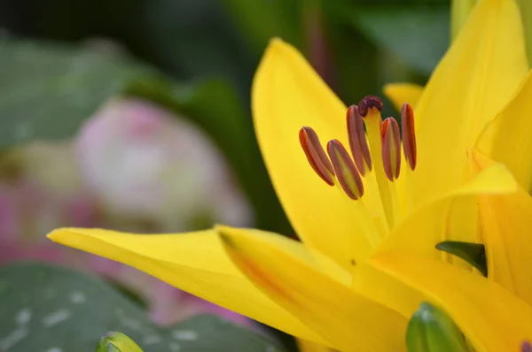 An Asiatic Lily