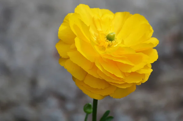 Um Ranúnculo Amarelo — Fotografia de Stock