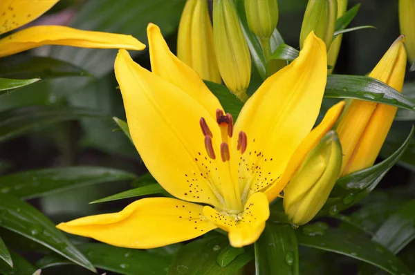 An Asiatic Lily