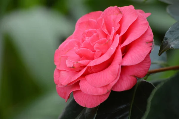 Eine rosa Rose — Stockfoto