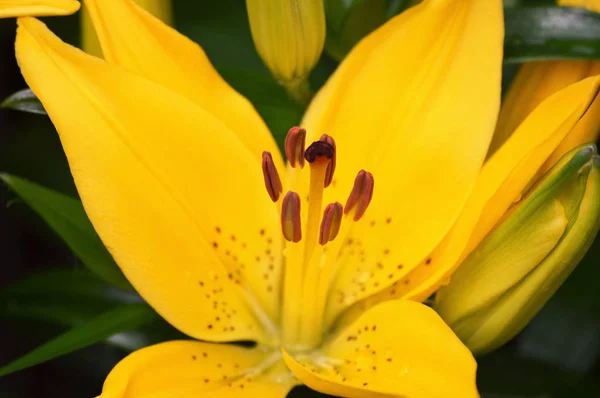 An Asiatic Lily — Stock Photo, Image