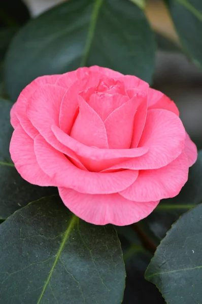 Eine rosa Rose — Stockfoto