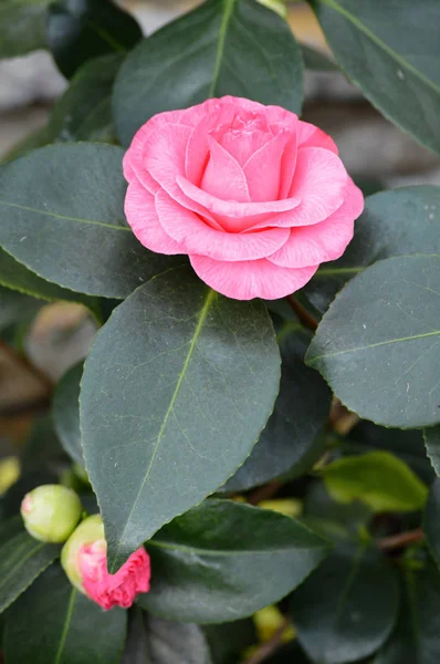 Rózsaszín rózsa — Stock Fotó
