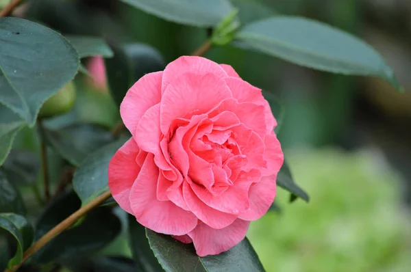 Rose di taman — Stok Foto